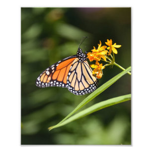 Foto Borboleta Monarca em Flores Tropicais de Almôndega