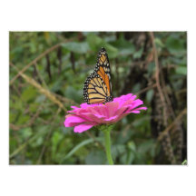 Borboleta Monarca numa Flor Zinina Rosa Bonito