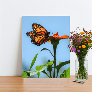 Foto Borboleta Monarca se alimentando em Flor Laranja