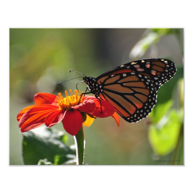 Foto Borboleta Monarch 11X14 na Tocha Sunflower Mexican (Frente)