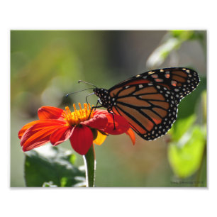 Foto Borboleta Monarch 8X10 na Tocha Sunflower Mexicana