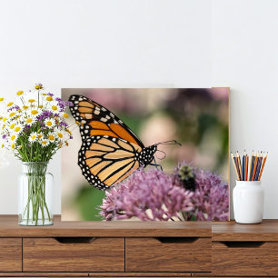 Foto Borboleta Monarch e Bumblebee em flor silvestre