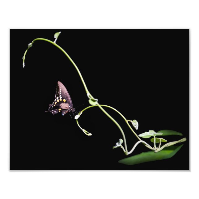 Foto Borboleta Negra (Frente)