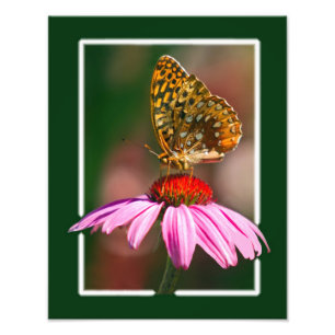 Foto Borboleta No ConEFlower Roxo