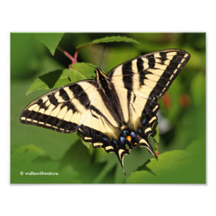 Foto Borboleta ocidental bonita de Swallowtail do tigre