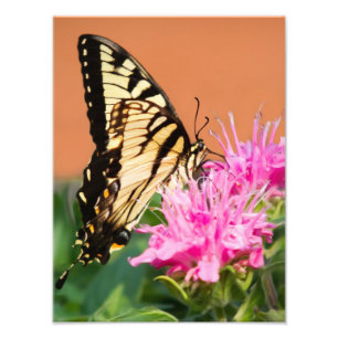 Foto Borboleta oriental de Swallowtail do tigre