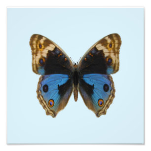 Foto Borboleta Pansy Azul