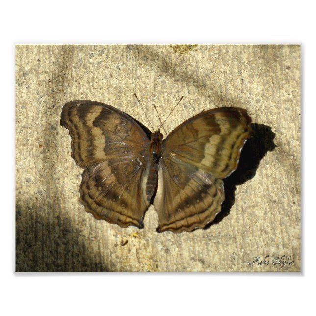 Foto Borboleta Pansy Chocolate (Frente)