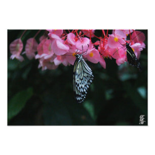 Foto Borboleta Pendurada em Flores