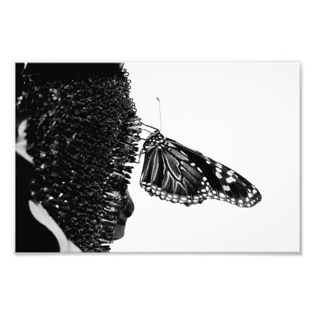 Foto borboleta tímida preta (Frente)