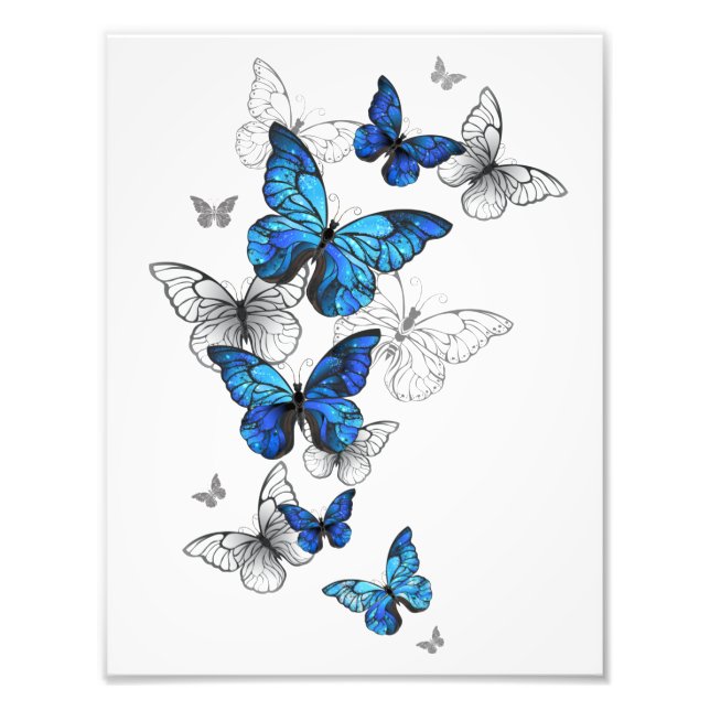 Foto Borboletas Azuis Morpho (Frente)