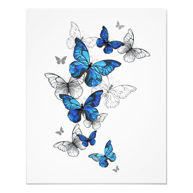 Foto Borboletas Azuis Morpho (Frente)