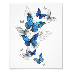 Foto Borboletas Azuis Morpho