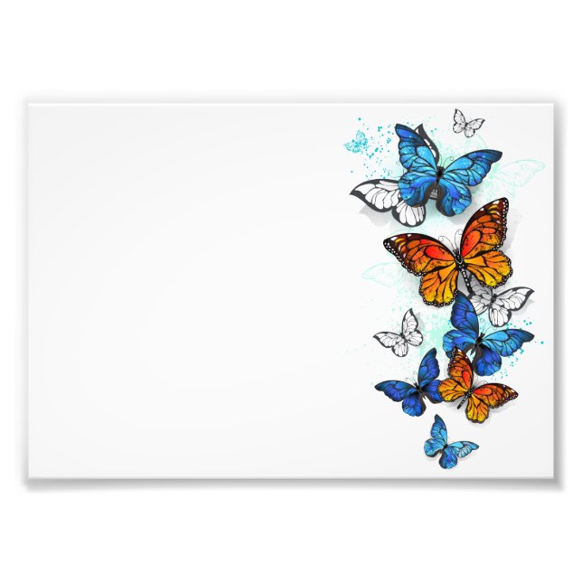 Foto Borboletas voadoras Morpho e Monarca (Frente)