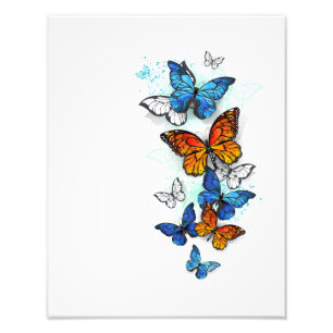 Foto Borboletas voadoras Morpho e Monarca