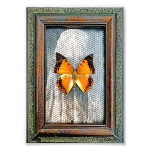 Foto Borda-borda-negra de 5" x 7"
