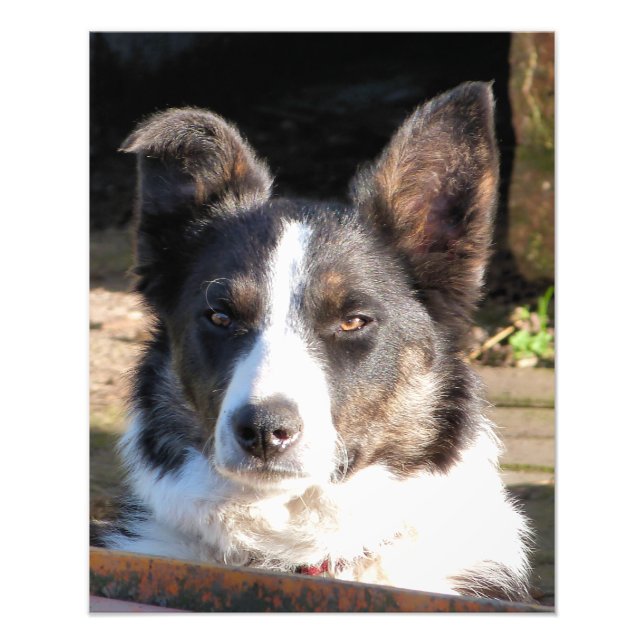 FOTO BORDER COLLIE (Frente)