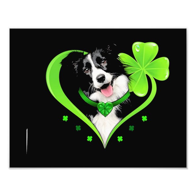 Foto Border Collie Shamrock Heart (Frente)