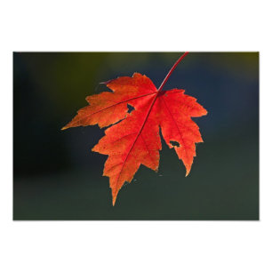 Foto Bordo Acer rubrum) folha vermelha no outono,