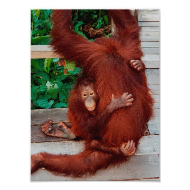Foto Borneo orangutan (Frente)