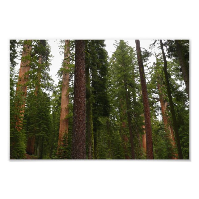 Foto Bosque Mariposa no Parque Nacional de Yosemite (Frente)