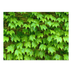 Foto Boston Ivy