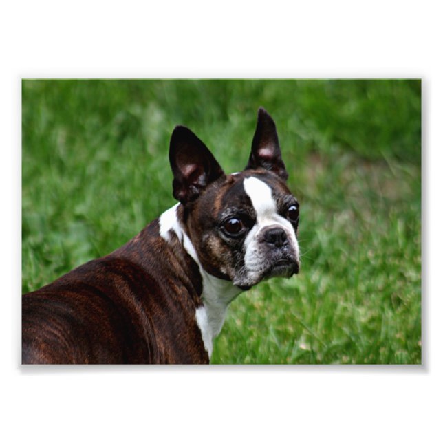 Foto Boston terrier (Frente)