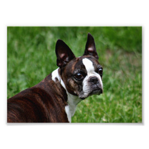 Foto Boston Terrier