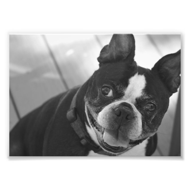 Foto Boston terrier (Frente)