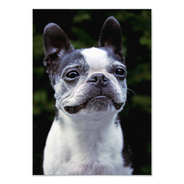 Foto Boston Terrier, Color, (Frente)
