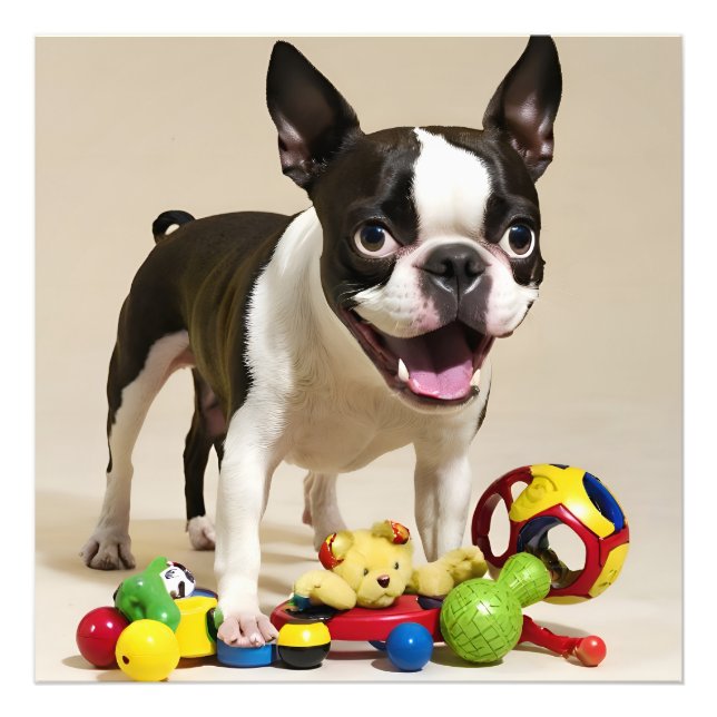 Foto Boston Terrier Dog Brincando com Brinquedos (Frente)