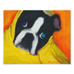Foto Boston Terrier em um casaco de chuva amarelo