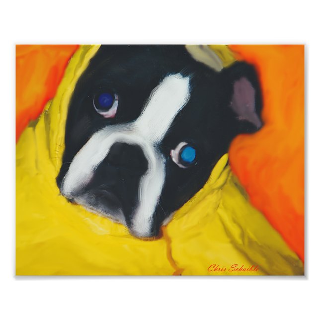 Foto Boston Terrier em uma casaco de chuva amarela (Frente)