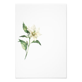 Foto Botanical Red Pepper Watercolor Art Print-Stage1