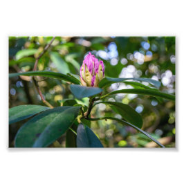 Foto Botão de Flor de Rhododendron
