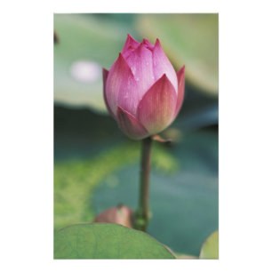 Foto Botão de flores de Lotus, Hangzhou, província de