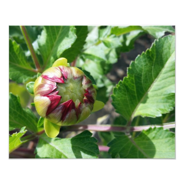 Foto botão outono (Frente)