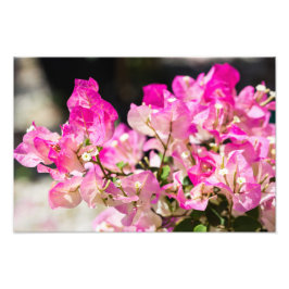 Foto bougainvillea, rosa e branca