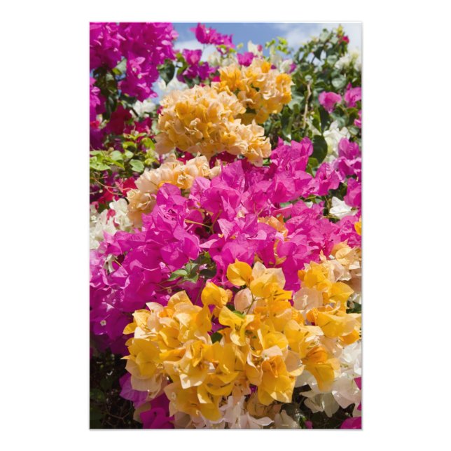 Foto Bouganvilleau, Cayman Brac, Ilhas Cayman, (Frente)