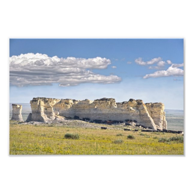 Foto Bovinos em Monument Rocks, Kansas (Frente)