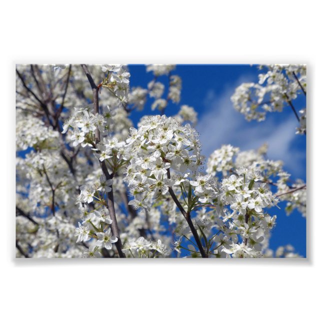 Foto Bradford Pear Blooms (Frente)