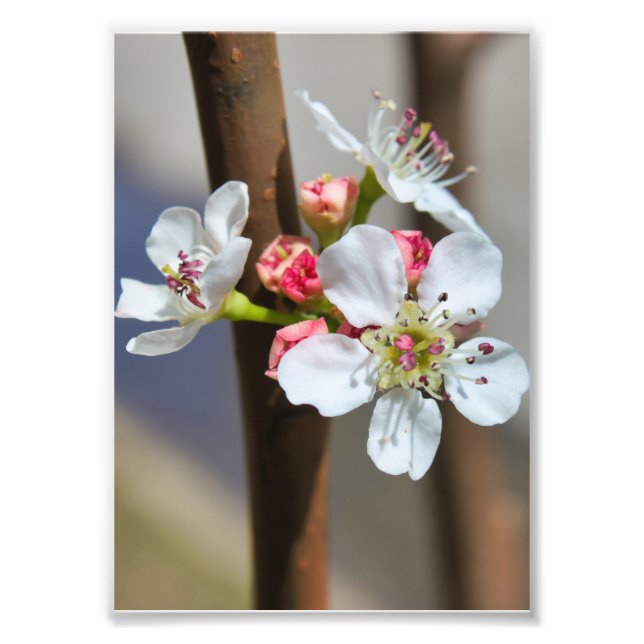 Foto Bradford Pear Flor (Frente)
