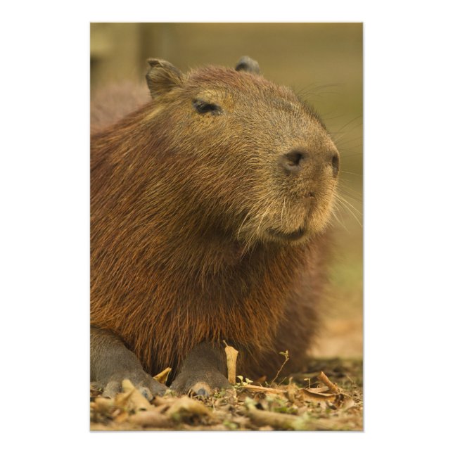 Foto Brasil, Pantanal, Matto Grosso. Capivara (Frente)