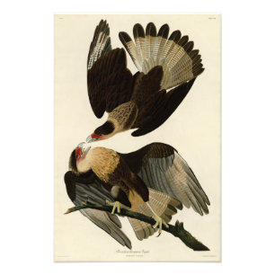Foto Brasilian Caracara Eagle, Audubon Birds of America