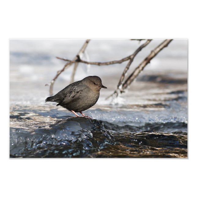 Foto Brave American Dipper (Frente)