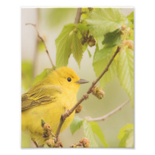 Foto Bright e Cheerful Fella - Warbler Amarelo