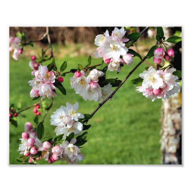Foto Brilhantes de Primavera cor-de-rosa e maçã branca  (Frente)