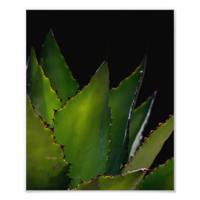 Foto Brilho de Agave (Frente)