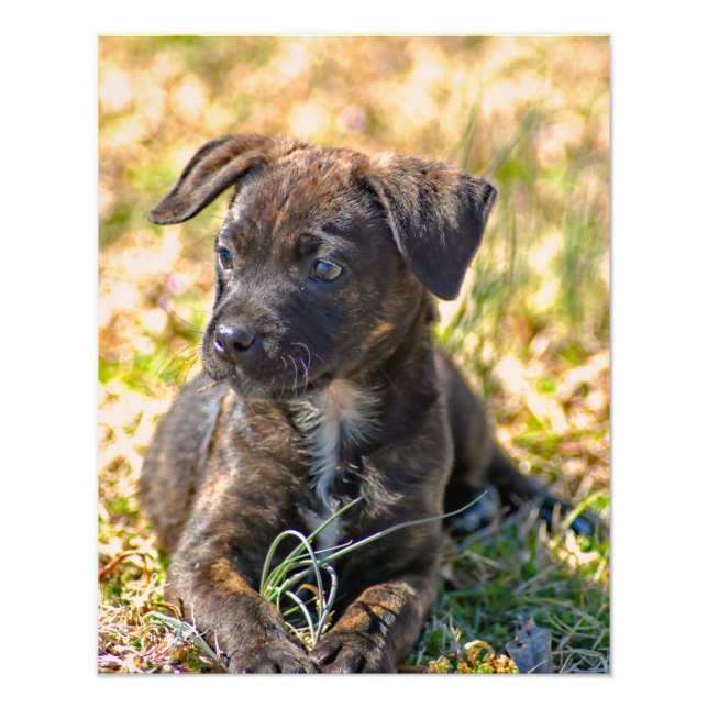Foto Brindle Puppy e Wild Onion (Frente)