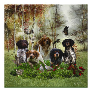 Foto Brittany Spaniels, Caça de Pássaros